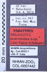 Etiketten zu Melanotus punctosinus (NHMW-ZOO-COL-0007442)